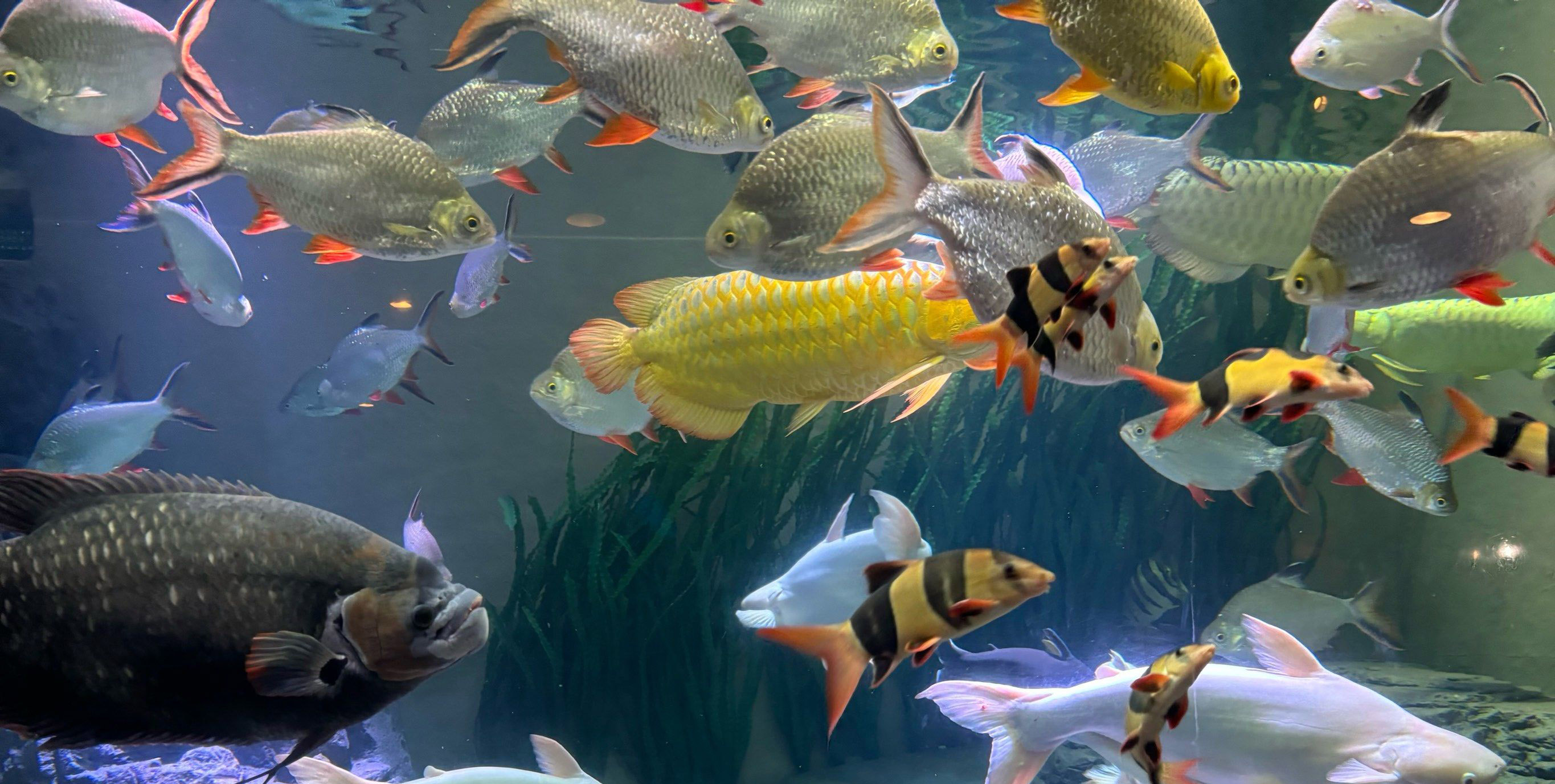 Impact on Fish Growth and Health